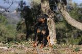 JAGDTERRIER ALLEMAND 087